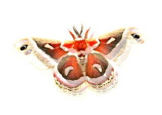 Imagen de una mariposa que representa Avelaíña